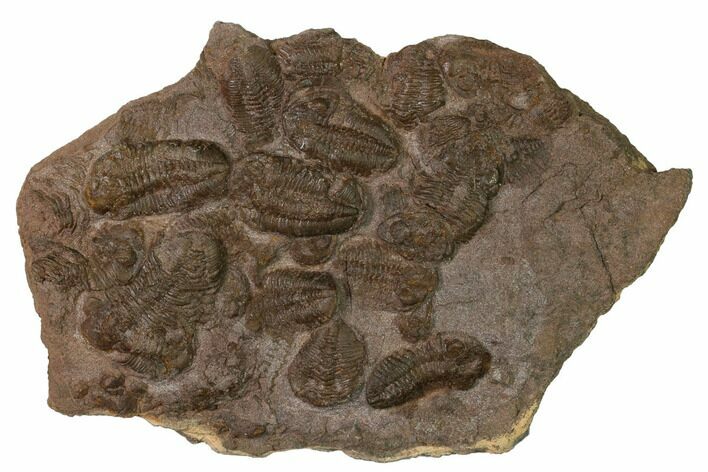 Ordovician Trilobite Mortality Plate - Tafraoute, Morocco #165256